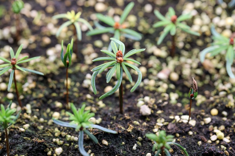 在贵州省林科院林业生物技术研究所实验大棚里茁壮成长的梵净山冷杉幼苗。李鹤摄1.jpg